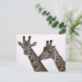 Giraffes Briefkaart (Staand voorkant)