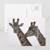 Giraffes Briefkaart (Voorkant / Achterkant)