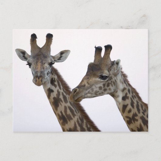 Giraffes Briefkaart (Voorkant)