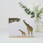 Giraffes Briefkaart (Staand voorkant)
