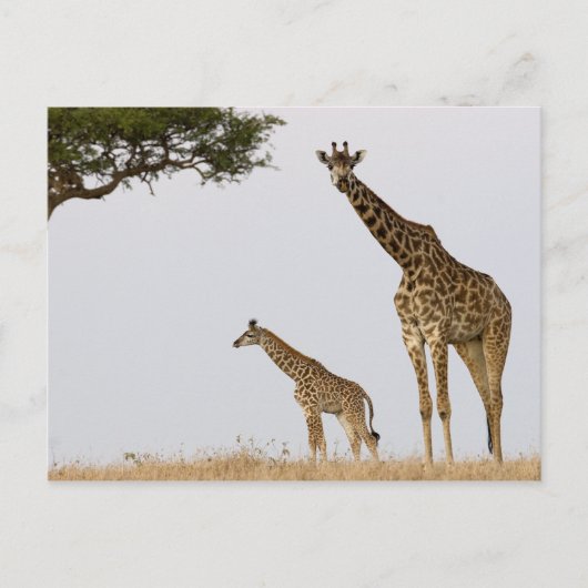 Giraffes Briefkaart (Voorkant)