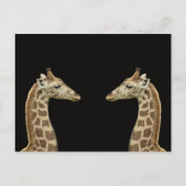 Giraffes Briefkaart (Voorkant)