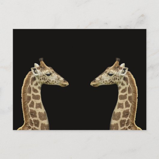 Giraffes Briefkaart (Voorkant)