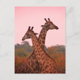 Giraffes Briefkaart