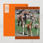 Giraffes Briefkaart (Voorkant / Achterkant)