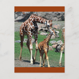 Giraffes Briefkaart