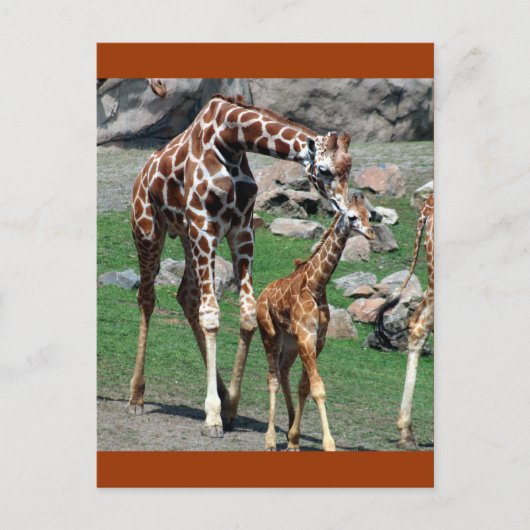Giraffes Briefkaart (Voorkant)
