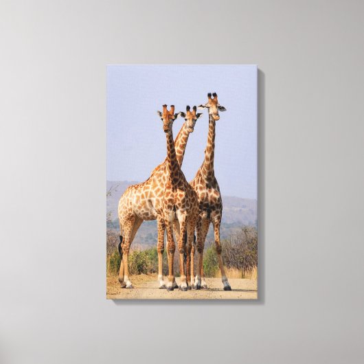 Giraffes Canvas Afdruk (Voorkant)