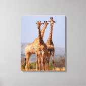 Giraffes Canvas Afdruk (Voorkant)