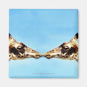 Giraffes die de neus aanraken magneet