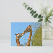 Giraffes die elkaar kussen briefkaart (Staand voorkant)