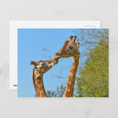 Giraffes die elkaar kussen briefkaart (Voorkant / Achterkant)