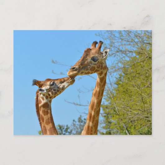 Giraffes die elkaar kussen briefkaart (Voorkant)