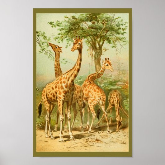  Giraffes die eten laten een dierlijke kunstfoto m Poster (Voorkant)