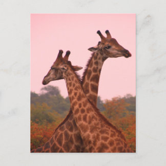 Giraffes die in Mopani bomen staan met roze lucht Briefkaart