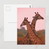 Giraffes die in Mopani bomen staan met roze lucht Briefkaart (Voorkant / Achterkant)