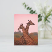 Giraffes die in Mopani bomen staan met roze lucht Briefkaart (Staand voorkant)
