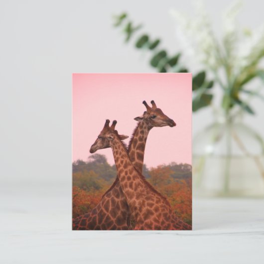 Giraffes die in Mopani bomen staan met roze lucht Briefkaart (Staand voorkant)