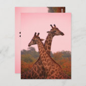 Giraffes die in Mopani bomen staan met roze lucht Briefkaart (Voorkant / Achterkant)