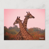 Giraffes die in Mopani bomen staan met roze lucht Briefkaart (Achterkant)