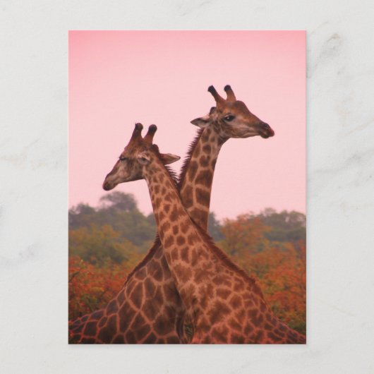 Giraffes die in Mopani bomen staan met roze lucht Briefkaart (Voorkant)