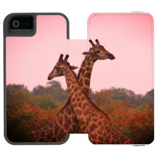 Giraffes die in Mopani bomen staan met roze lucht