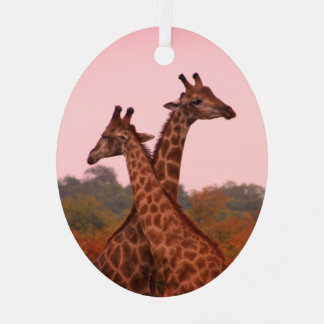 Giraffes die in Mopani bomen staan met roze lucht Metalen Ornament
