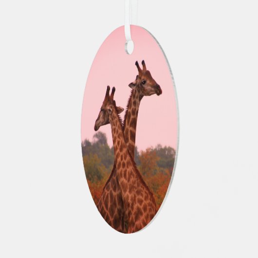 Giraffes die in Mopani bomen staan met roze lucht Metalen Ornament (Voorkant links)