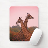 Giraffes die in Mopani bomen staan met roze lucht Muismat (Met muis)