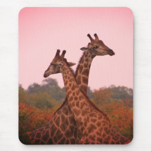 Giraffes die in Mopani bomen staan met roze lucht Muismat