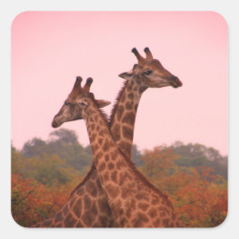 Giraffes die in Mopani bomen staan met roze lucht Vierkante Sticker