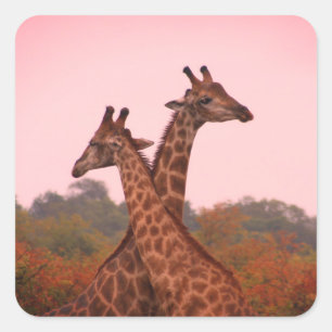 Giraffes die in Mopani bomen staan met roze lucht Vierkante Sticker