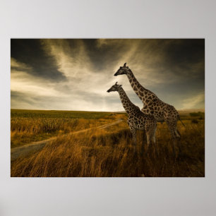 Giraffes en het Landschap Poster