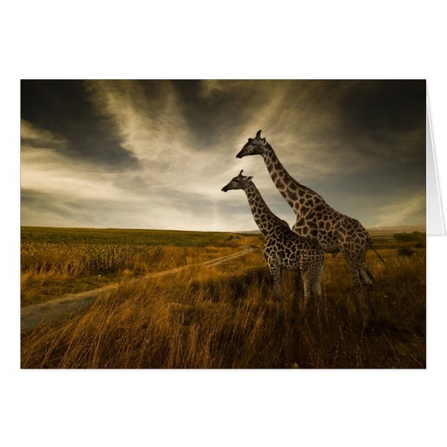 Giraffes en landschap (Voorkant Horizontaal)