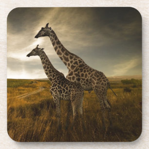 Giraffes en landschap bier onderzetter