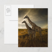 Giraffes en landschap briefkaart (Voorkant / Achterkant)