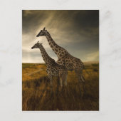 Giraffes en landschap briefkaart (Voorkant)