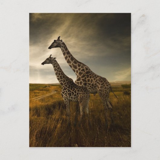Giraffes en landschap briefkaart (Voorkant)
