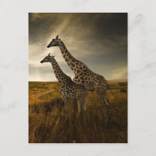 Giraffes en landschap briefkaart