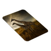 Giraffes en landschap magneet (Rechterzijde)