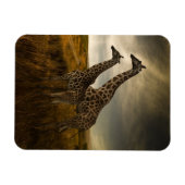 Giraffes en landschap magneet (Horizontaal)