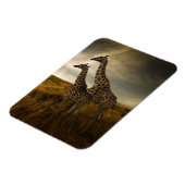 Giraffes en landschap magneet (Linkerzijde)