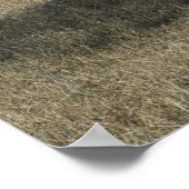 Giraffes en leeuwen poster (Hoek)