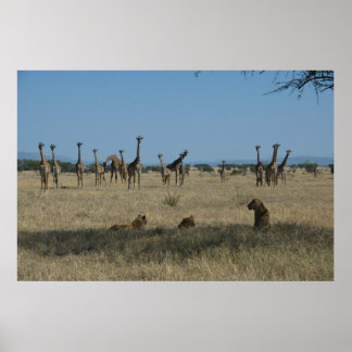 Giraffes en leeuwen poster