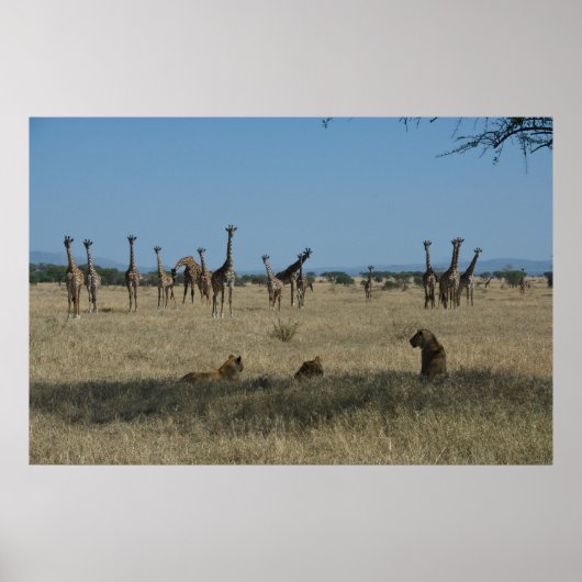 Giraffes en leeuwen poster (Voorkant)
