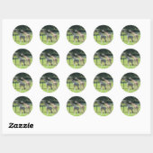 Giraffes grazen ronde sticker (Vel)