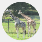 Giraffes grazen ronde sticker (Voorkant)