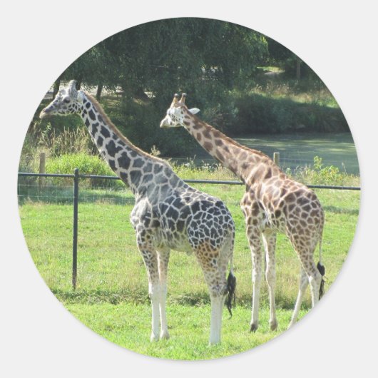 Giraffes grazen ronde sticker (Voorkant)