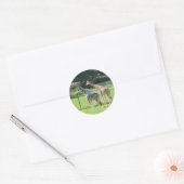 Giraffes grazen ronde sticker (Envelop)