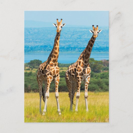 Giraffes in de Savanna, Uganda Briefkaart (Voorkant)